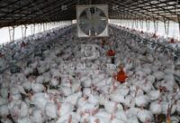 Agriculture; Turkeys at Hardcastle Farm