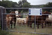 Cattle, Lee County, Tx.