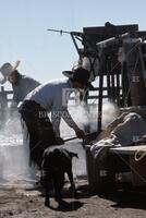 Cattle; Spade Ranch