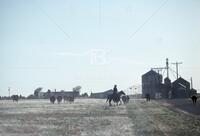Cattle; [Rancher and cattle]