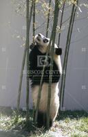 Pandas, Washington National Zoo: Ling-Ling, female panda plays and feeds on bamboo
