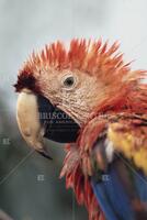 Animal rescue: parrot