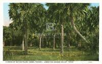 A Grove of Native Palms (Sabal Texana). Lower Rio Grande Valley, Texas