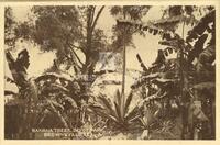 Banana Trees, Depot Park, Brownsville, Tex.