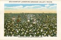 Picking Cotton in the Lower Rio Grande Valley.