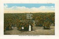 Orange Orchard, Lower Rio Grande Valley