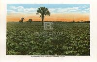 A Cabbage Field, Lower Rio Grande Valley.