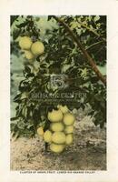 Cluster of Grape Fruit, Lower Rio Grande Valley.