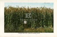 A Broom Corn Field, Lower Rio Grande Valley.