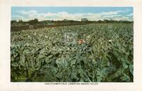 Cauliflower Field, Lower Rio Grande Valley.