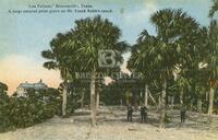 Las Palmas, Brownsville, Texas. A large natural palm grove on Mr. Frank Rabb