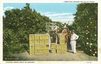 Lower Rio Grande Valley of Texas. Picking grapefruit in January.