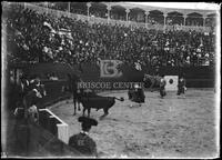 Bullfights, Matamoros, Mexico