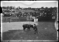 Bullfights, Matamoros, Mexico