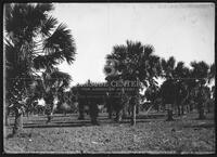 Palm trees, Botanical studies