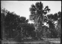 Palm trees, Botanical studies