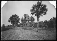 Palm trees, Botanical studies