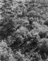 Trees on mountainside, Chisos Mountains