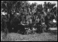 Palm trees, Botanical studies