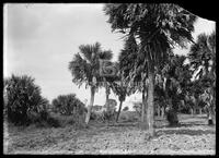 Palm trees, Botanical studies