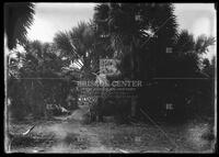 Palm trees, Botanical studies