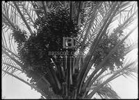 Date Palm, Botanical studies