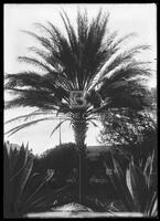 Date Palm, Botanical studies