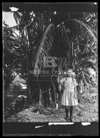 Banana tree, Botanical studies