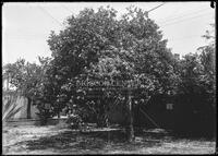 Cordia Boisseri tree, Botanical studies