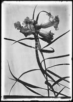 Flowering willow, Botanical studies