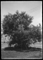 Miscellaneous trees, Botanical studies