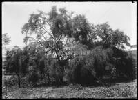 Miscellaneous trees, Botanical studies