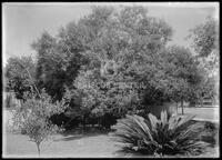 Miscellaneous trees, Botanical studies