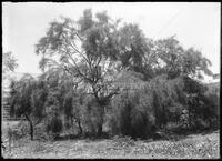 Miscellaneous trees, Botanical studies