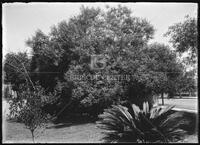 Miscellaneous trees, Botanical studies