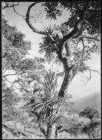 Miscellaneous trees, Botanical studies