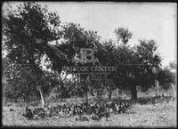 Miscellaneous trees, Botanical studies