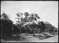 Miscellaneous trees, Botanical studies