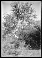 Miscellaneous trees, Botanical studies