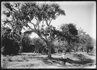 Miscellaneous trees, Botanical studies