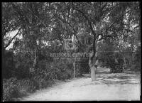 Miscellaneous trees, Botanical studies