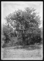 Miscellaneous trees, Botanical studies