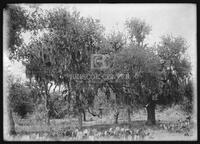 Miscellaneous trees, Botanical studies