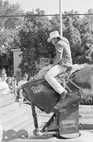 Sigma Alpha Mu Bull Riding